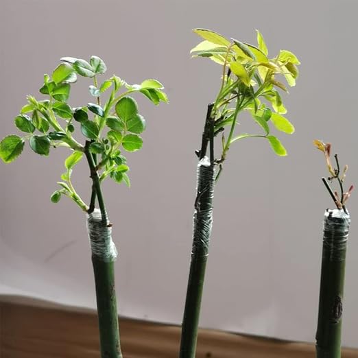 Grafting Tape Grafting Film for Plants, 2 Pack Stretchable Garden Grafting Tape Plants Repair Budding Tapes for Floral Fruit Tree and Poly Budding Tape