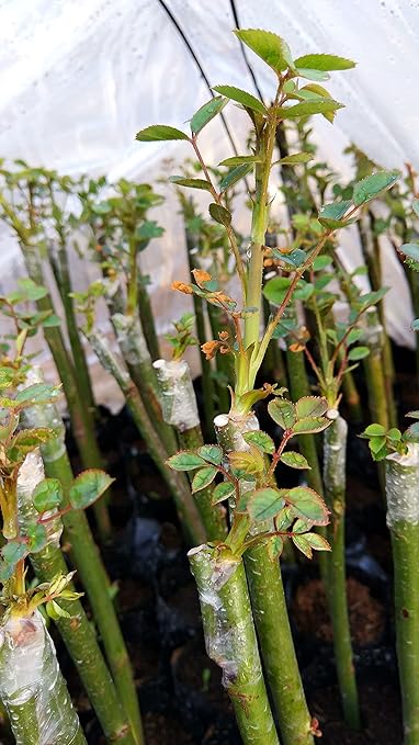 Grafting Tape Grafting Film for Plants, 2 Pack Stretchable Garden Grafting Tape Plants Repair Budding Tapes for Floral Fruit Tree and Poly Budding Tape